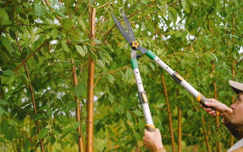Tree trimming in Prompton, PA