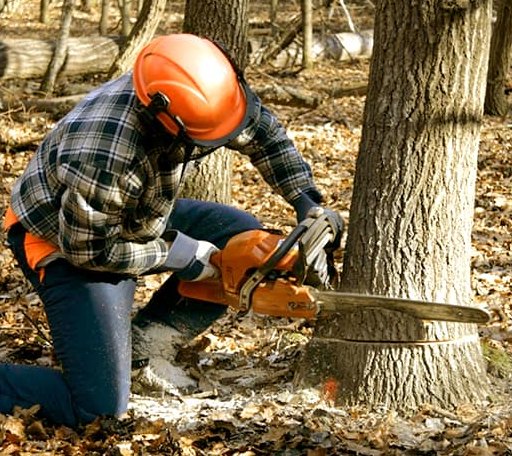 Tree Removal in Prompton, PA